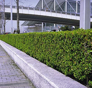 ベストホーム 岡山 人気の植木 生垣 背の低い生け垣 ボックスウッド